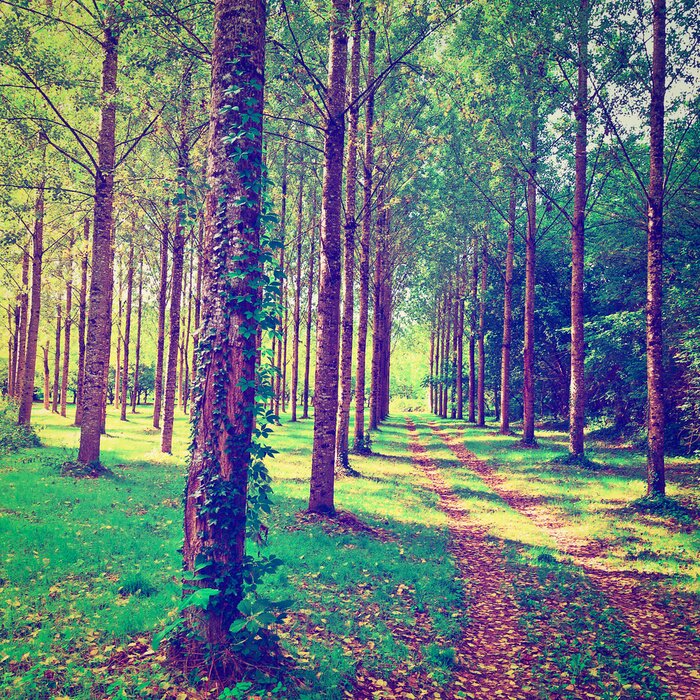 Papier peint  Un chemin de terre entre les arbres
