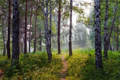 Papier peint  Un chemin étroit à travers un bosquet de bouleaux
