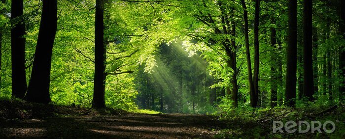 Papier peint  Un chemin parmi les arbres verts