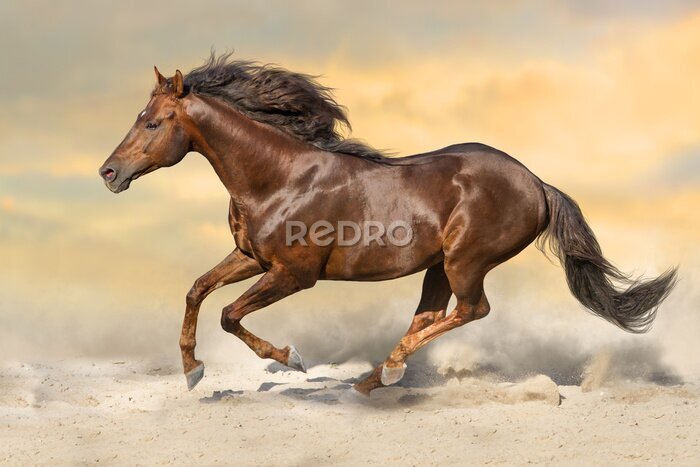 Papier peint  Un cheval bai galopant dans le désert