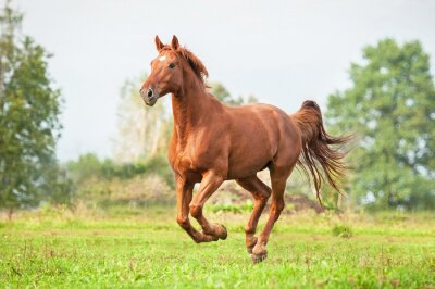 Papier peint  Un cheval brun galope par une journée d'été