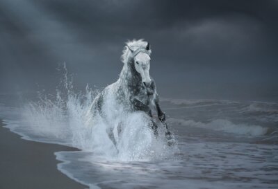 Un cheval gris galopant le long de la côte