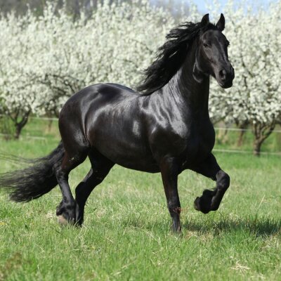 Papier peint  Un cheval noir sur l'herbe, avec des arbres en fleurs en arrière-plan.