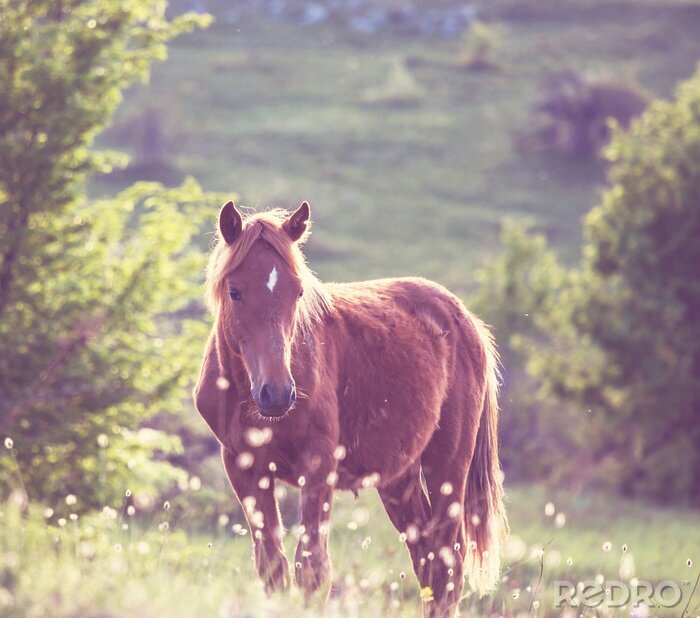 Papier peint  Un cheval qui paît dans un pré