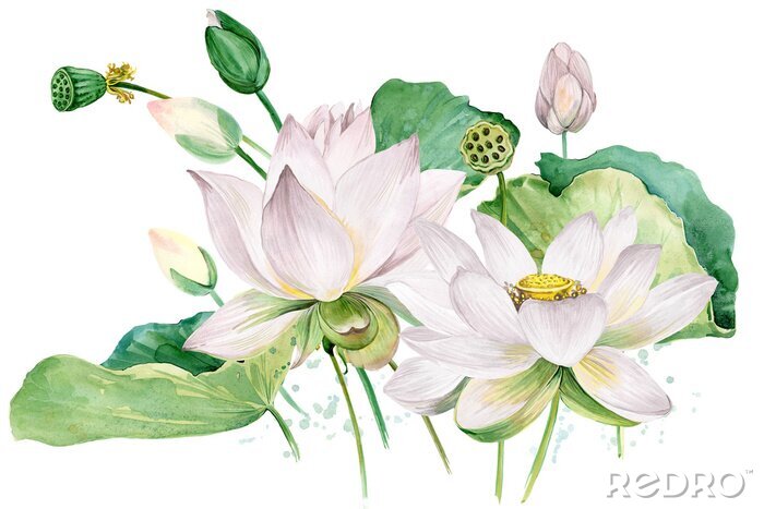 Papier peint  Un délicieux lotus