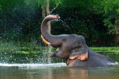 Papier peint  Un éléphant dans l'eau