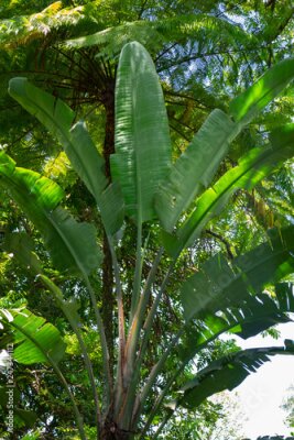 Papier peint  Un grand Strelitzia nicolai.