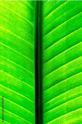 Papier peint  Un gros plan d'une feuille de Strelitzia Alba (également connu sous le nom de Strelitzia Augusta) rétro-éclairé montrant la nervure principale et la lame