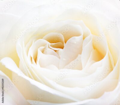 Papier peint  Un gros plan sur un bouton de rose blanc