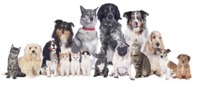 Papier peint  Un groupe de chats et de chiens de races différentes