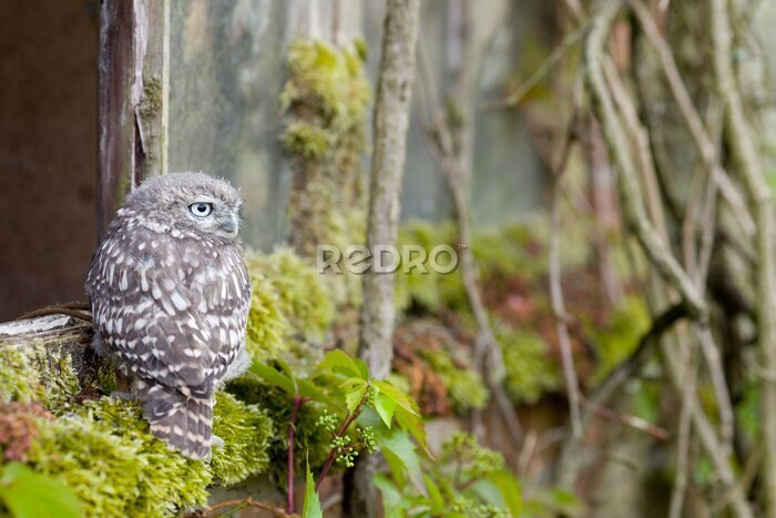 Papier peint  Un jeune Little Owl dans son habitat naturel