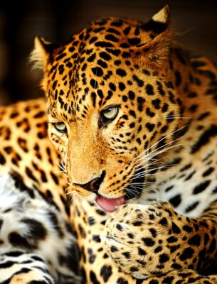 Un léopard se lave les pattes