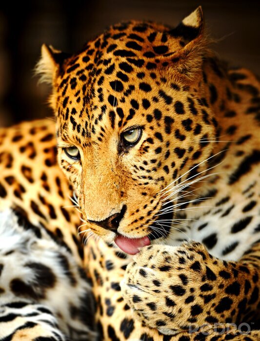 Papier peint  Un léopard se lave les pattes