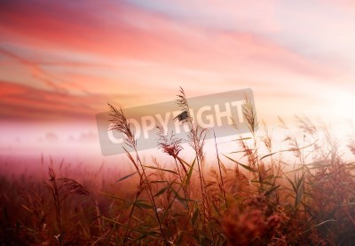 Papier peint  Un lever de soleil rose sur un champ