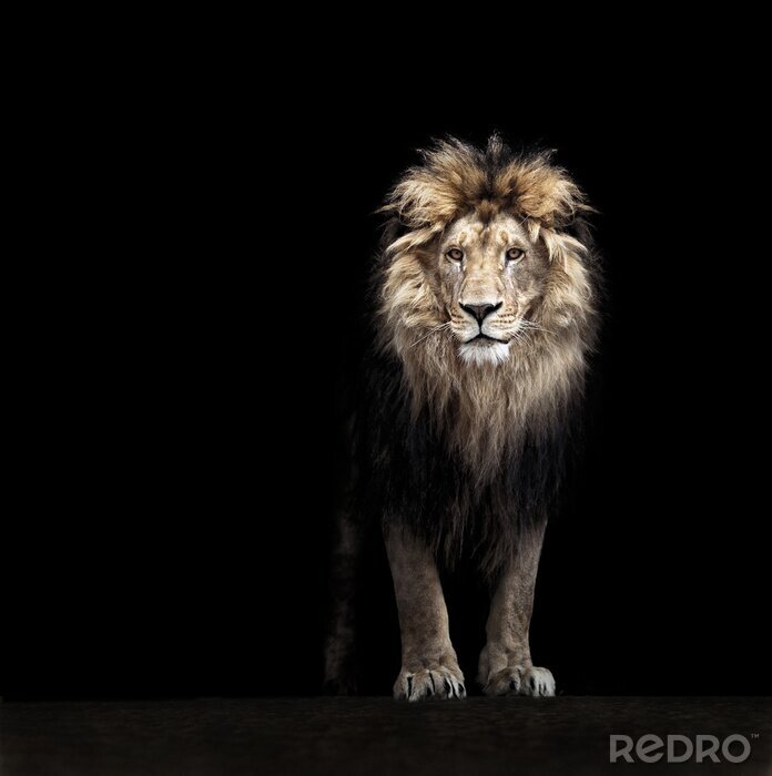 Papier peint  Un lion parmi les noirs