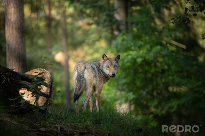 Papier peint  Un loup dans son habitat naturel