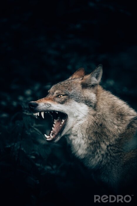 Papier peint  Un loup qui montre ses dents