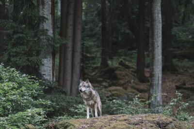 Papier peint  Un loup solitaire à l'orée de la forêt