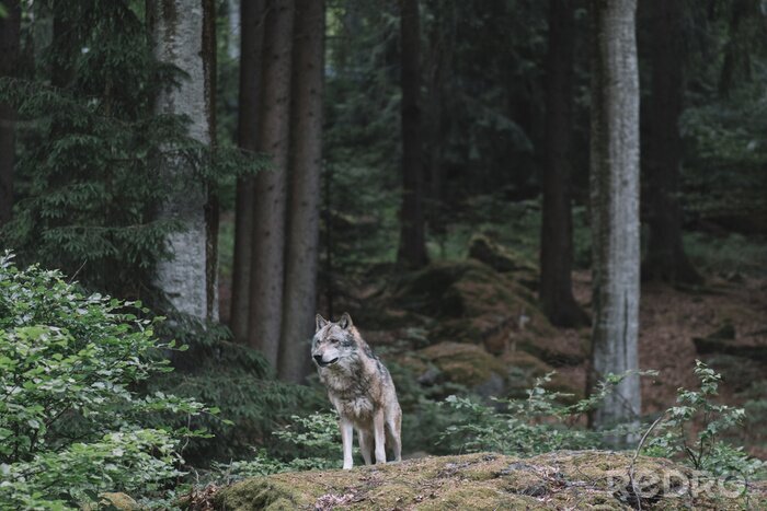 Papier peint  Un loup solitaire à l'orée de la forêt