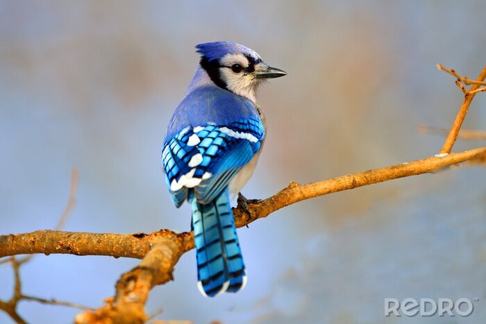 Papier peint  Un oiseau bleu sur une branche