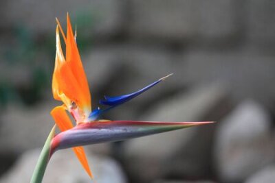 Papier peint  Un oiseau de paradis fleur, Strelitzia reginae