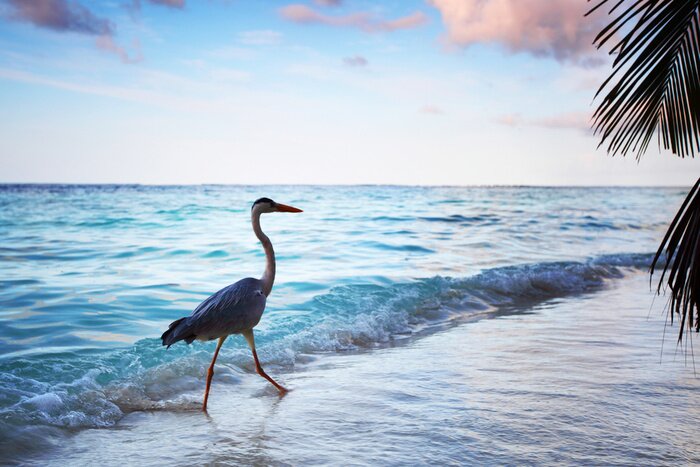 Papier peint  Un oiseau marchant sur la plage