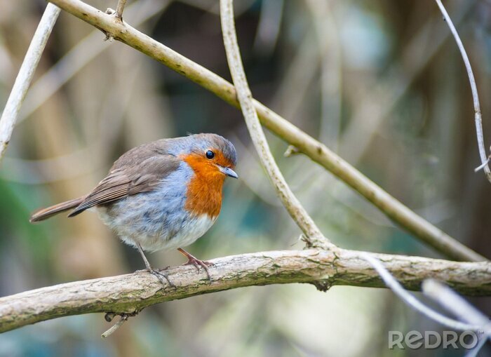 Papier peint  Un oiseau posé sur un arbre