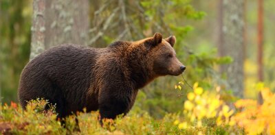 Papier peint  Un ours brun dans la forêt