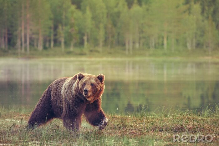 Papier peint  Un ours sur fond de lac et de paysage forestier