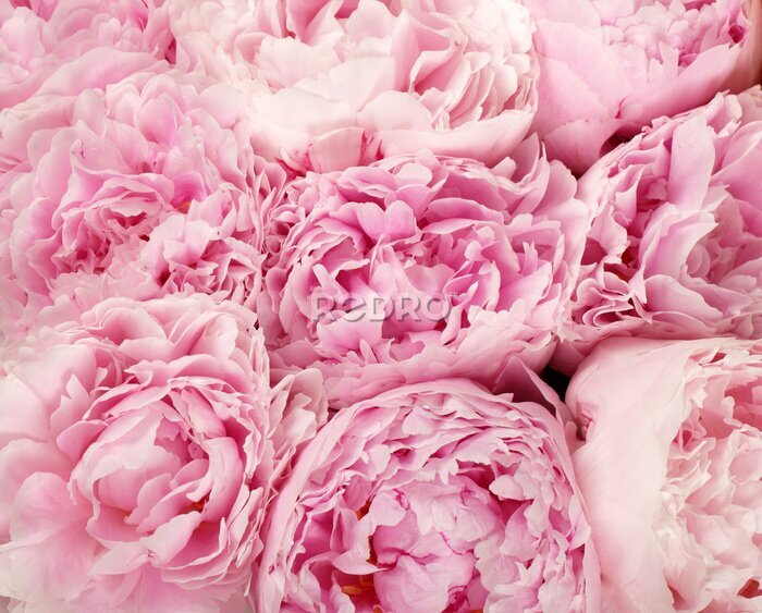 Papier peint  Un panier de pivoines roses