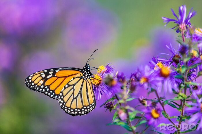 Papier peint  Un papillon buvant du nectar