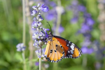 Un papillon posé sur une fleur violette