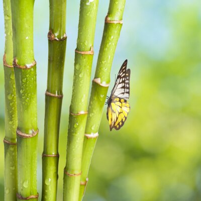 Un papillon sur un bambou