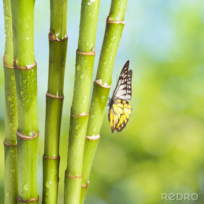 Papier peint  Un papillon sur un bambou