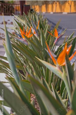 Papier peint  Un parterre de fleurs Strelitzia.
