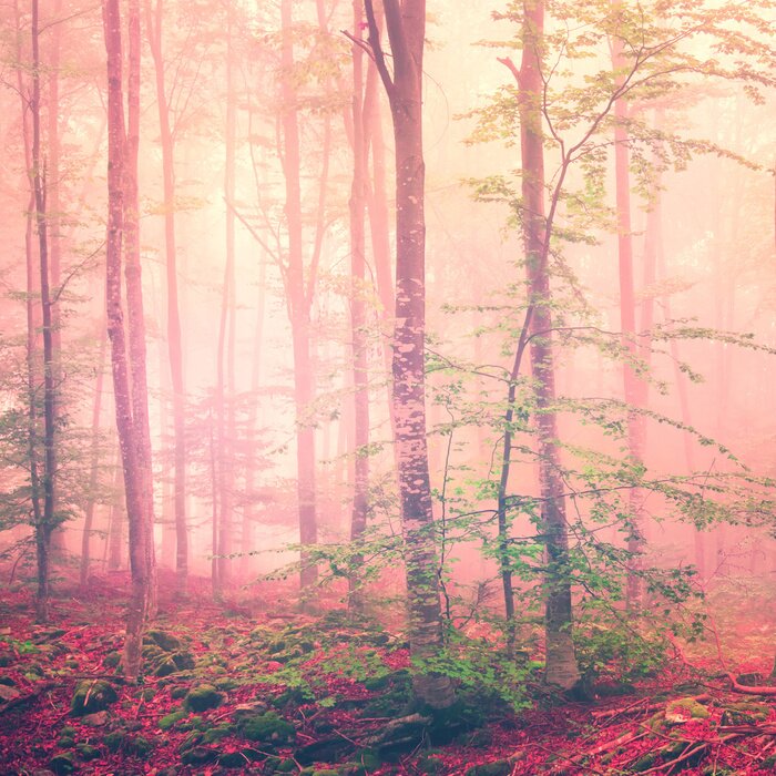 Papier peint  Un paysage forestier plongé dans un brouillard multicolore