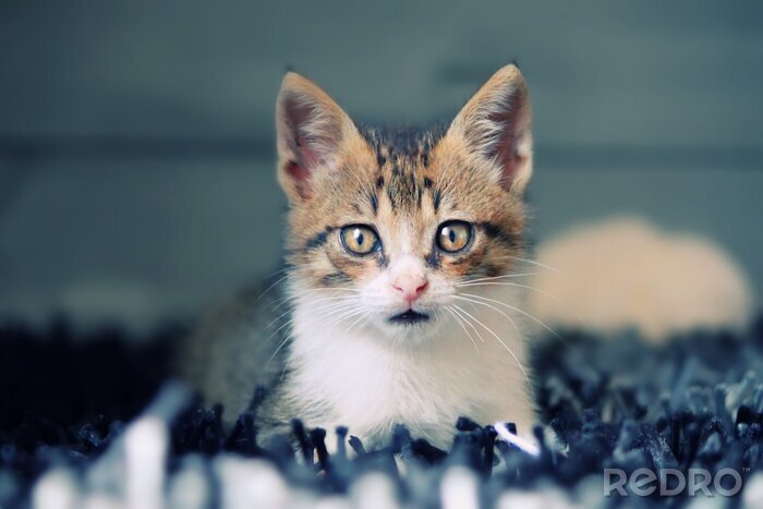 Papier peint  Un petit animal de compagnie