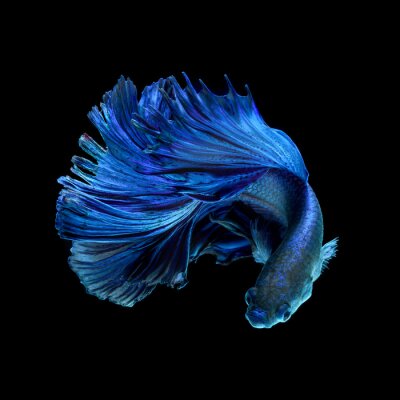 Un poisson bleu avec une queue luxuriante