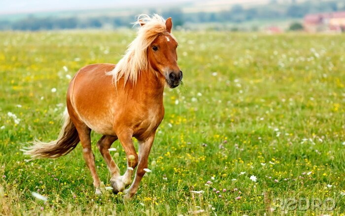 Papier peint  Un poney dans les fleurs