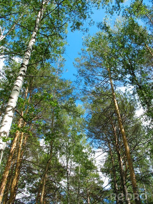 Papier peint  Un regard sur de grands bouleaux