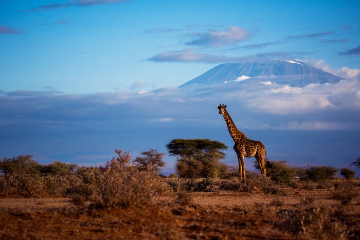 Papier peint  Un scirpe girafe contre le mt. kilimanjaro au Kenya.