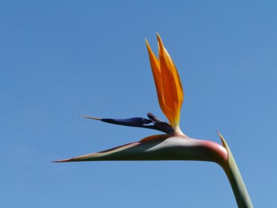 Papier peint  Un Strelitzia orange plante à fleurs que l'on appelle oiseau de paradis
