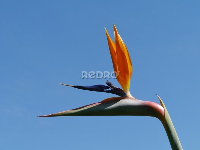 Papier peint  Un Strelitzia orange plante à fleurs que l'on appelle oiseau de paradis