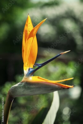 Papier peint  Un Strelitzia reginae fleur