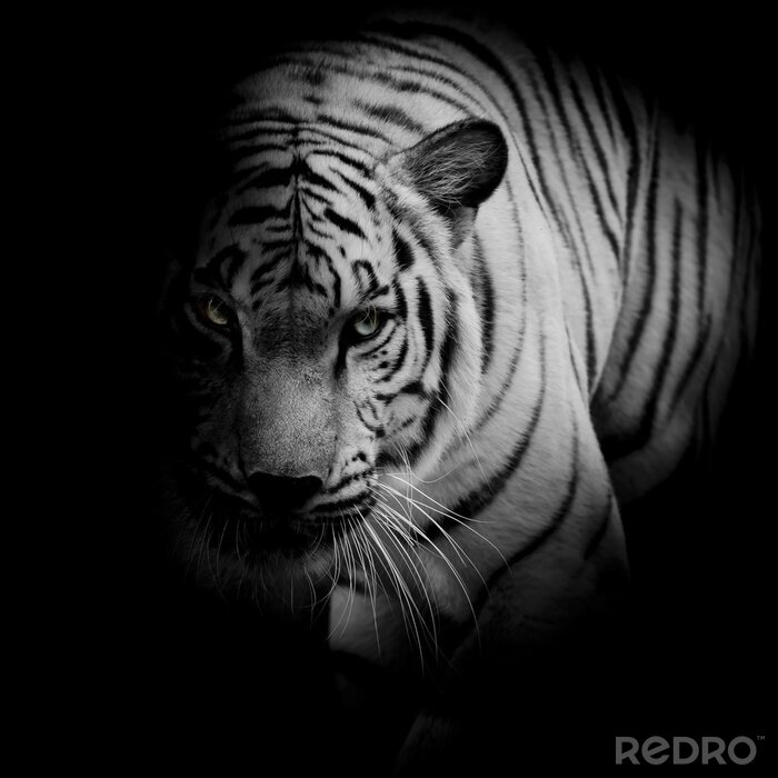 Papier peint  Un tigre aux yeux brillants caché dans l'ombre