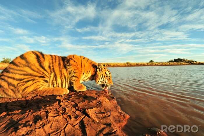 Papier peint  Un tigre buvant à la rivière