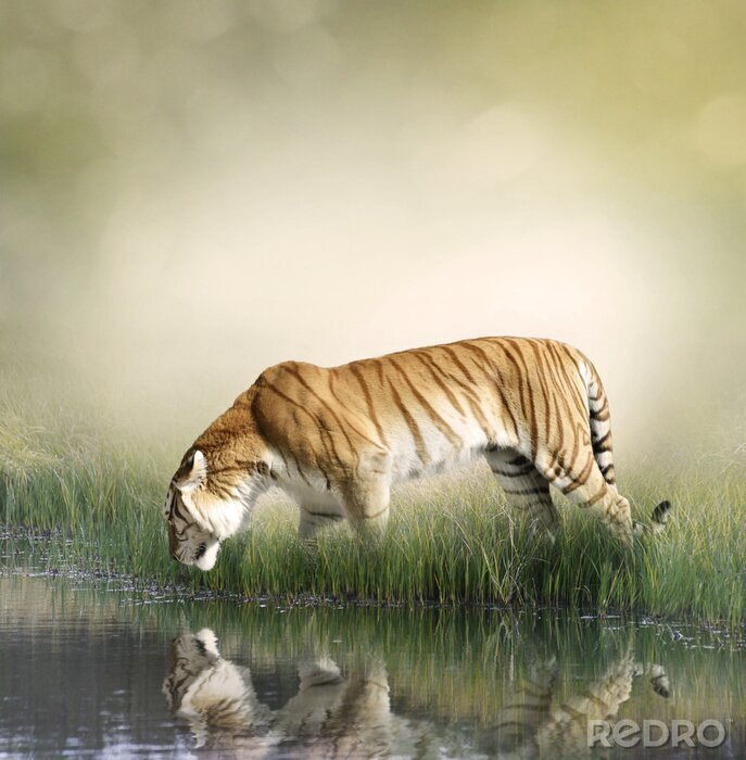 Papier peint  Un tigre buvant de l'eau d'un étang
