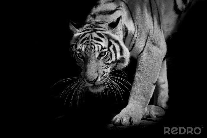 Papier peint  Un tigre en mouvement sortant de l'ombre