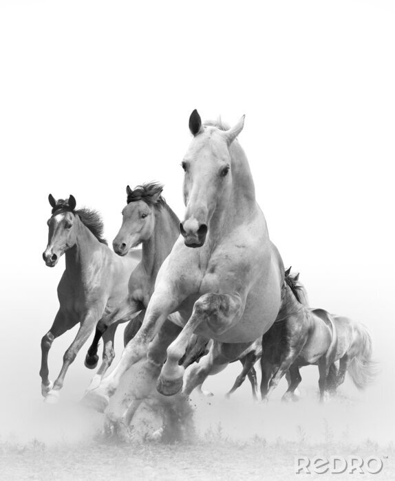 Papier peint  Un troupeau de chevaux blancs au galop