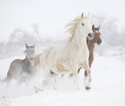 Papier peint  Un troupeau de chevaux galopant en hiver
